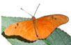 Orange julia butterfly with 2+2=4 dots. Credit: N. Megill 2004. Public domain.